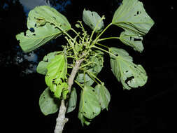 Image of Pterygota excelsa (Standl. & L. O. Williams) Kosterm.