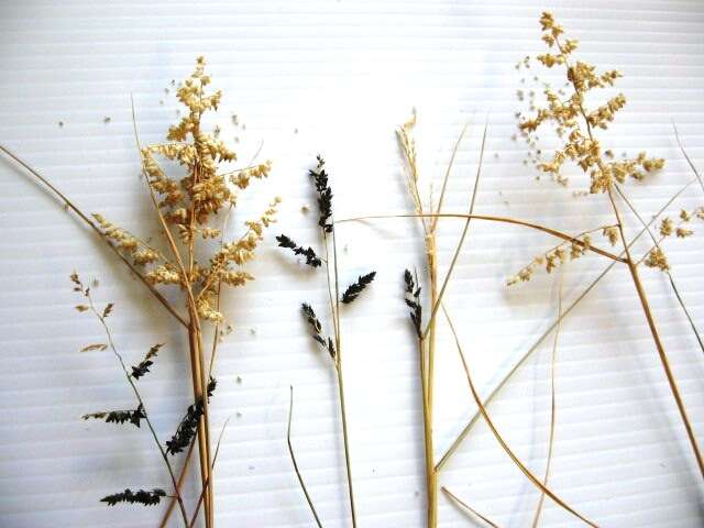 Image de Eragrostis echinochloidea Stapf