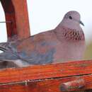 Image of laughing dove