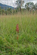 Image of Orobanche gracilis Sm.