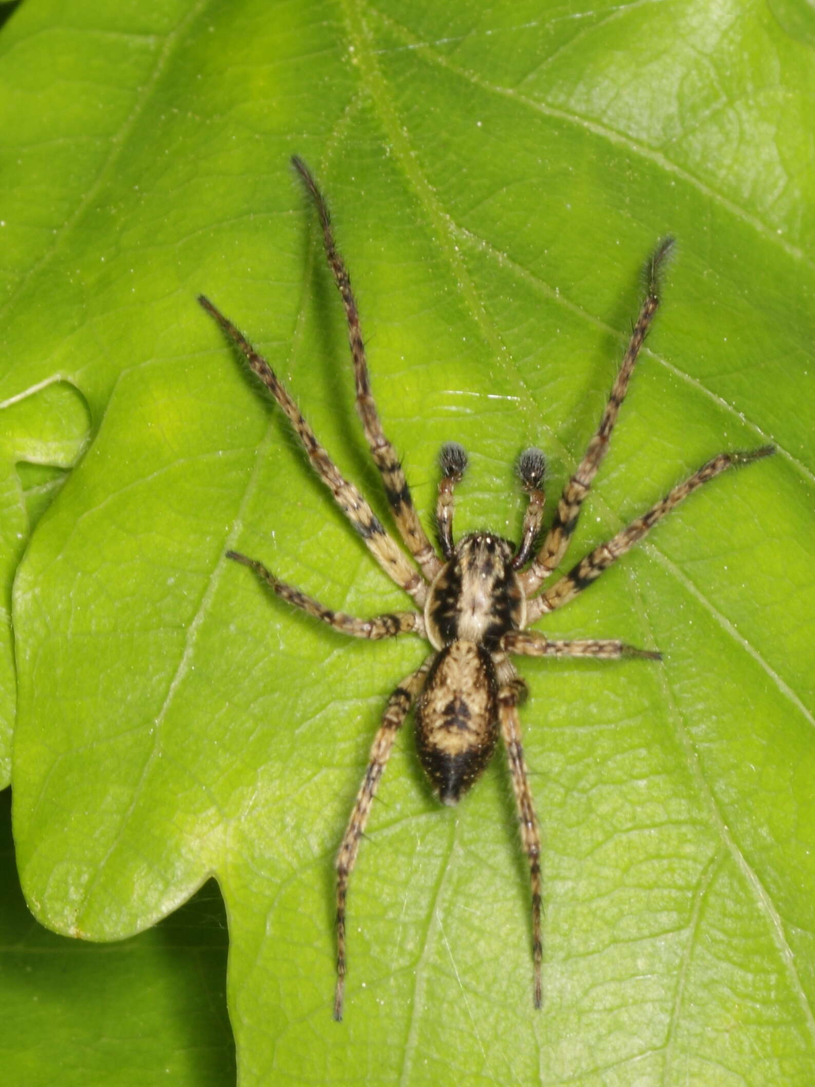 Image of ghost spiders