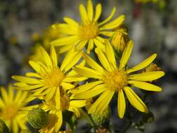 Image of goldenaster