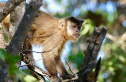 Imagem de Macacos-pregos