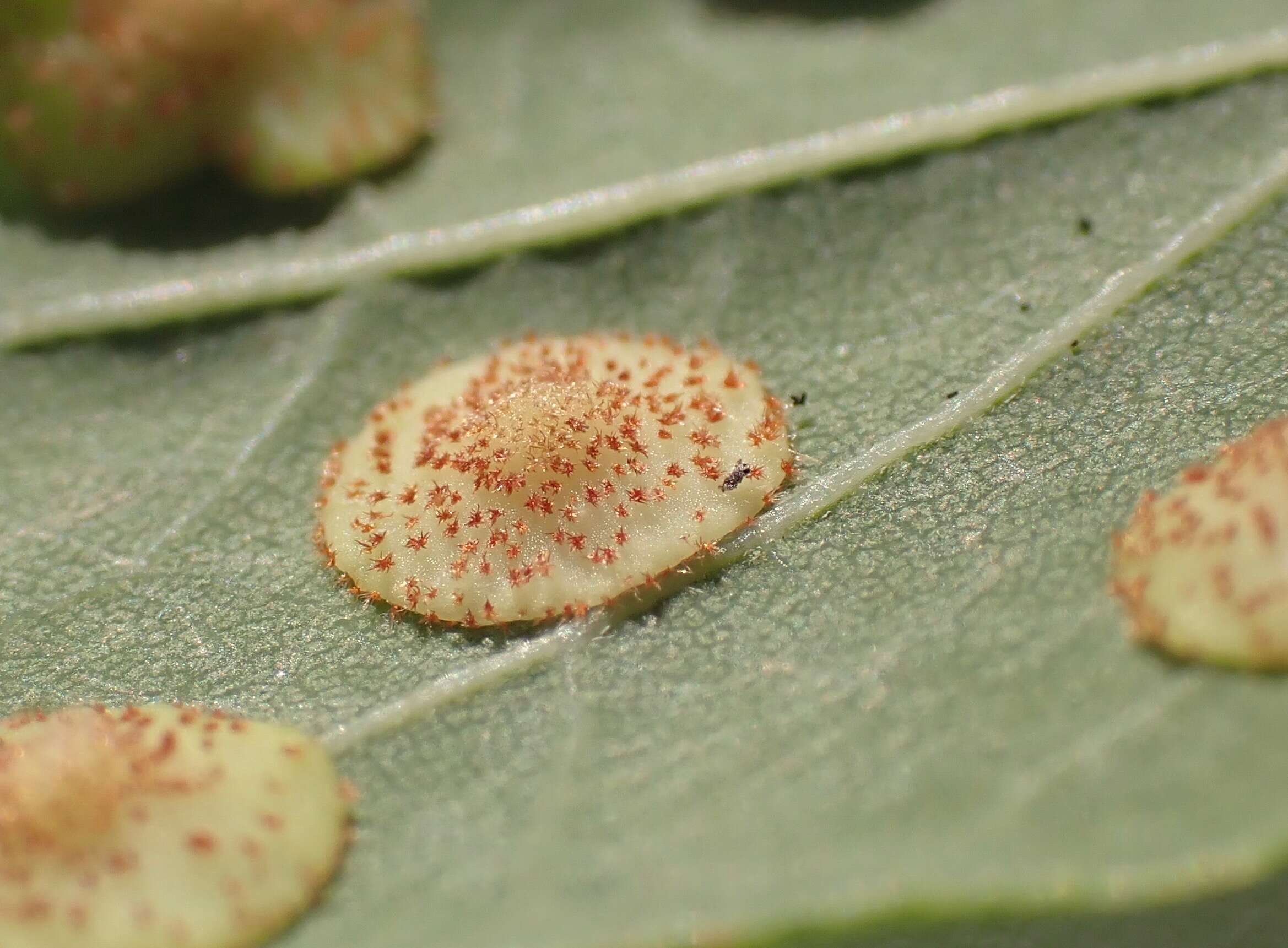 Image of common oak spangle-gall wasp