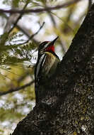 Image of Sapsucker