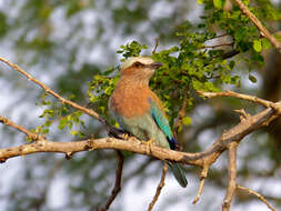 Image of Lilac-breasted Roller