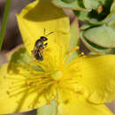 Image of Lasioglossum