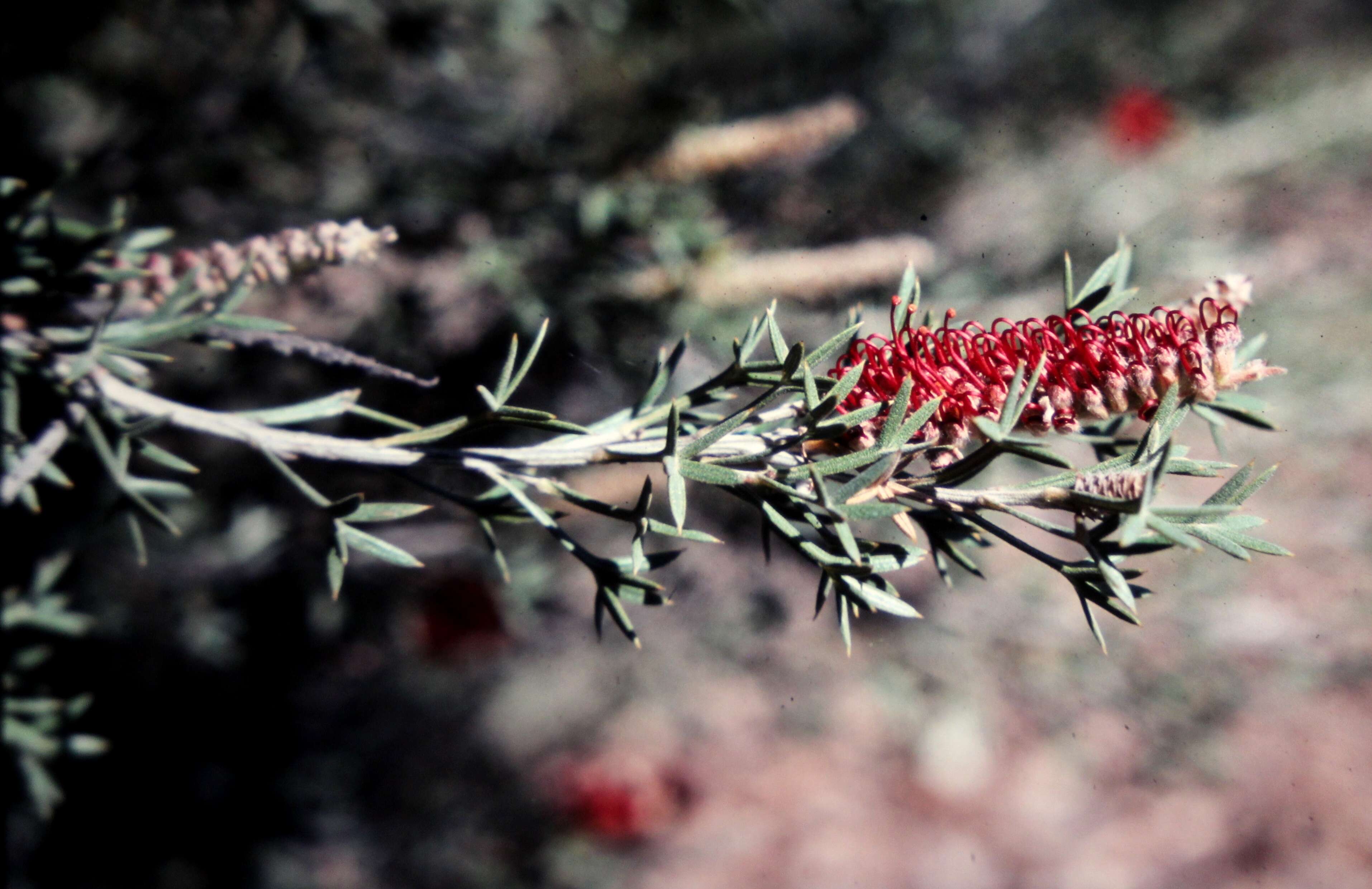 Image of Grevillea tetragonoloba Meissn.