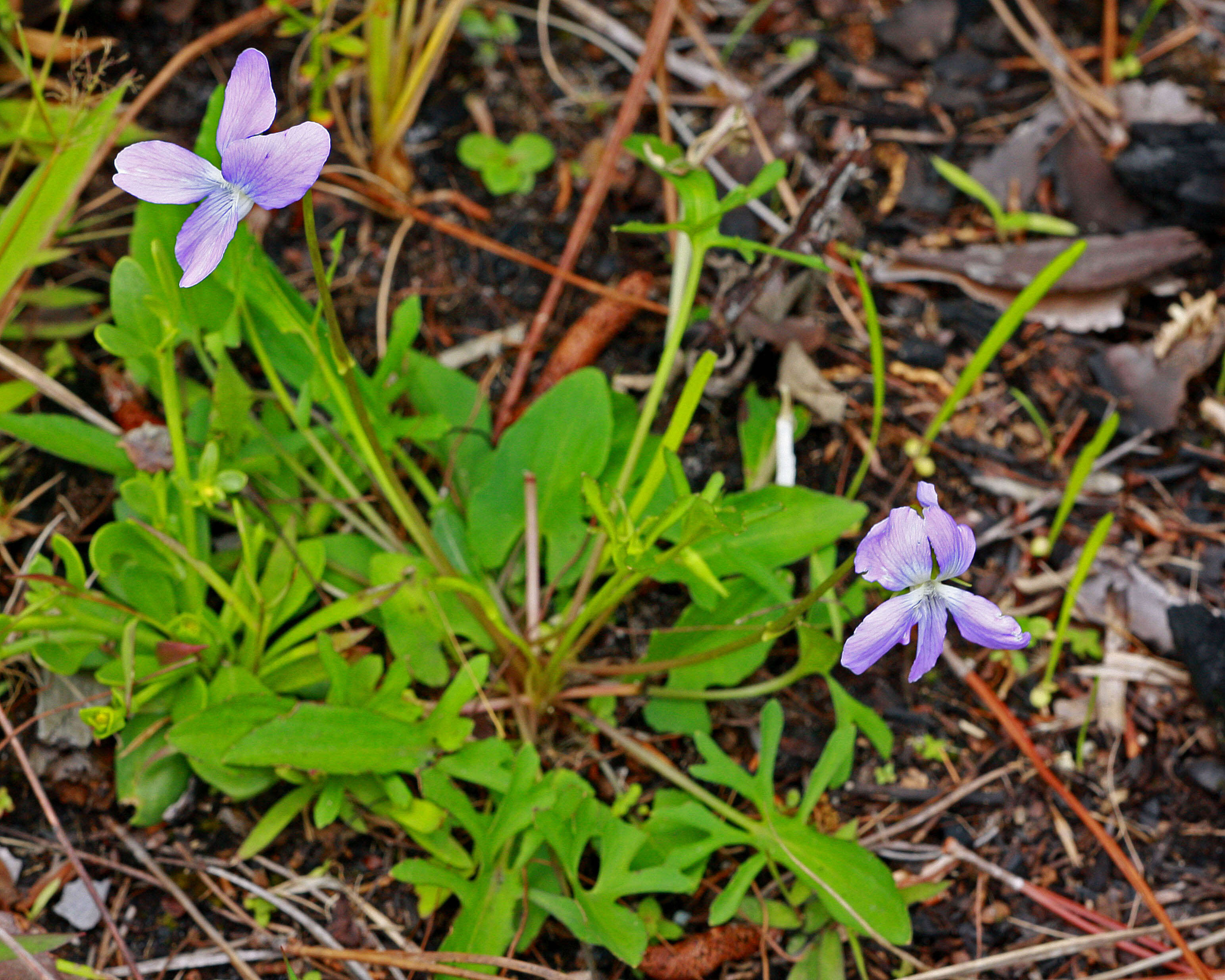 Image of Three-Lobe Violet