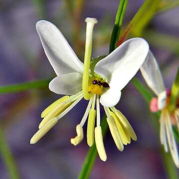 Image of clammyweed