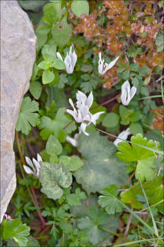 Image of Cretan cyclamen