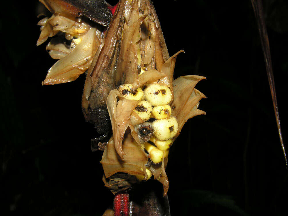 Image of Heliconia trichocarpa G. S. Daniels & F. G. Stiles