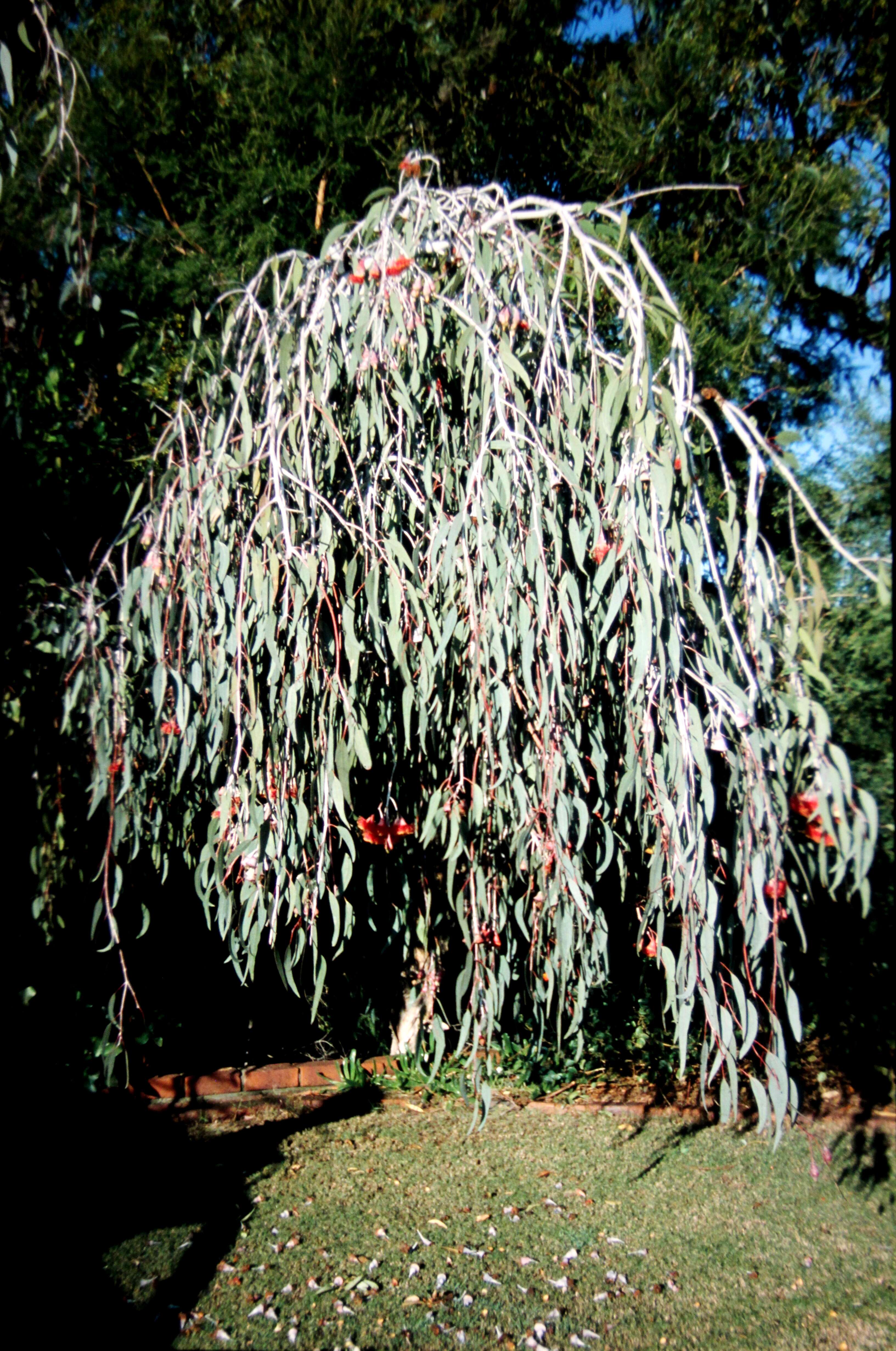 Слика од Eucalyptus caesia Benth.