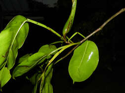Image of Philodendron rigidifolium K. Krause