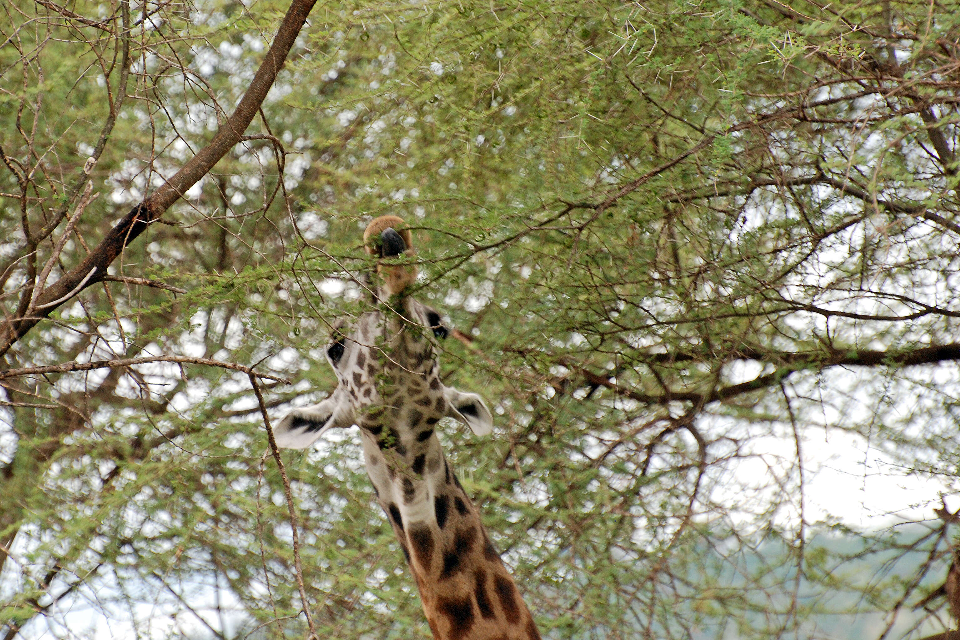 Image of Giraffes