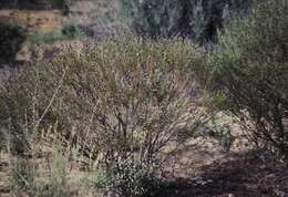 Image of Tinsel Flower