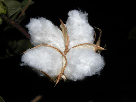 Image of cotton