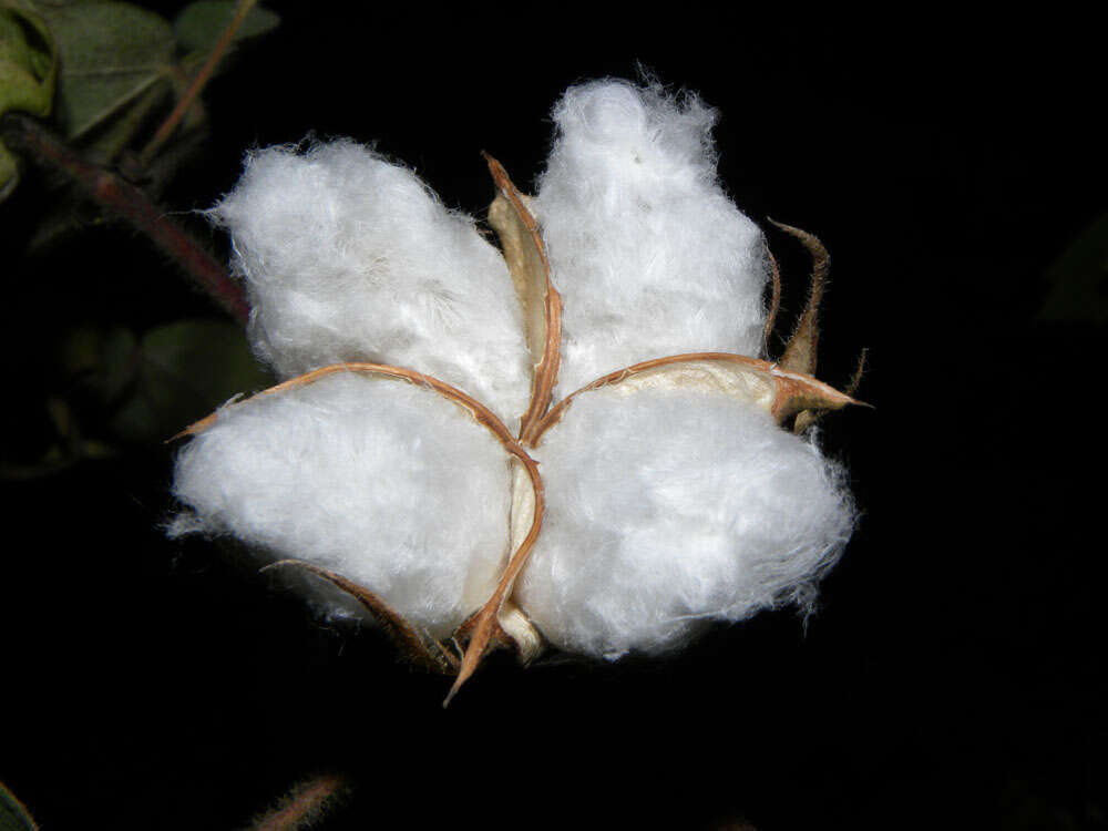 Image of upland cotton