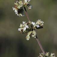 Image of Lippia stachyoides Cham.