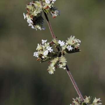 Image of Lippia stachyoides Cham.