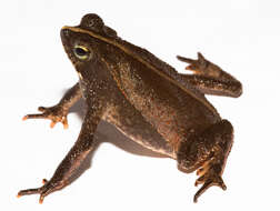 Image of beaked toads