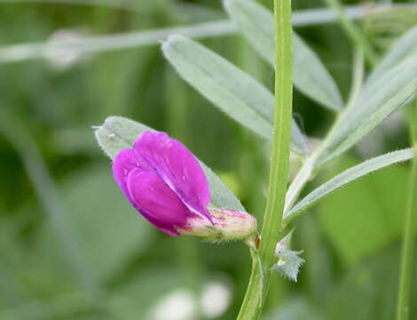 Image of garden vetch