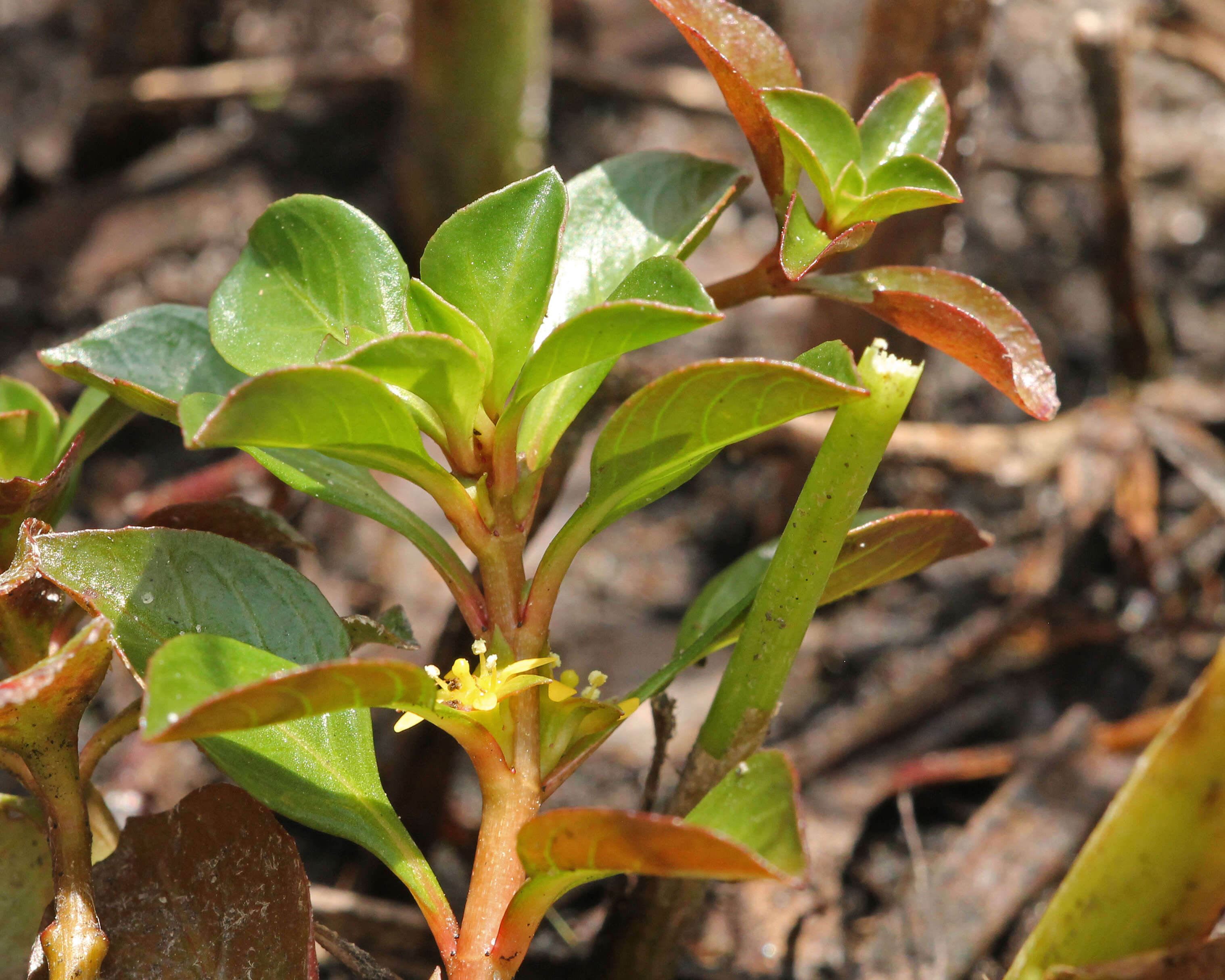 Image of creeping primrose-willow