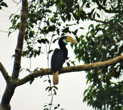 Image of Blyth's Hornbill