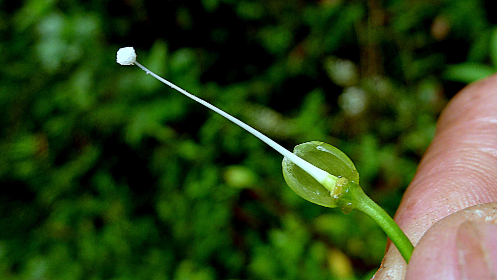 Plancia ëd Ipomoea batatoides Choisy