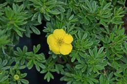 Image of shrubby cinquefoil