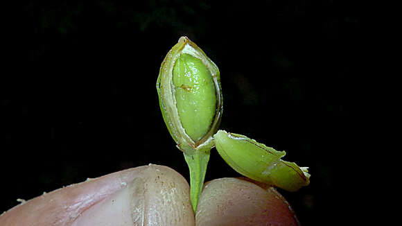 Image of Erythroxylum squamatum Sw.