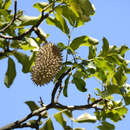 Image of Australian teak