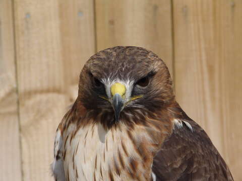 Image of Red-tailed Hawk