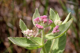 Pluchea baccharis (Mill.) Pruski resmi