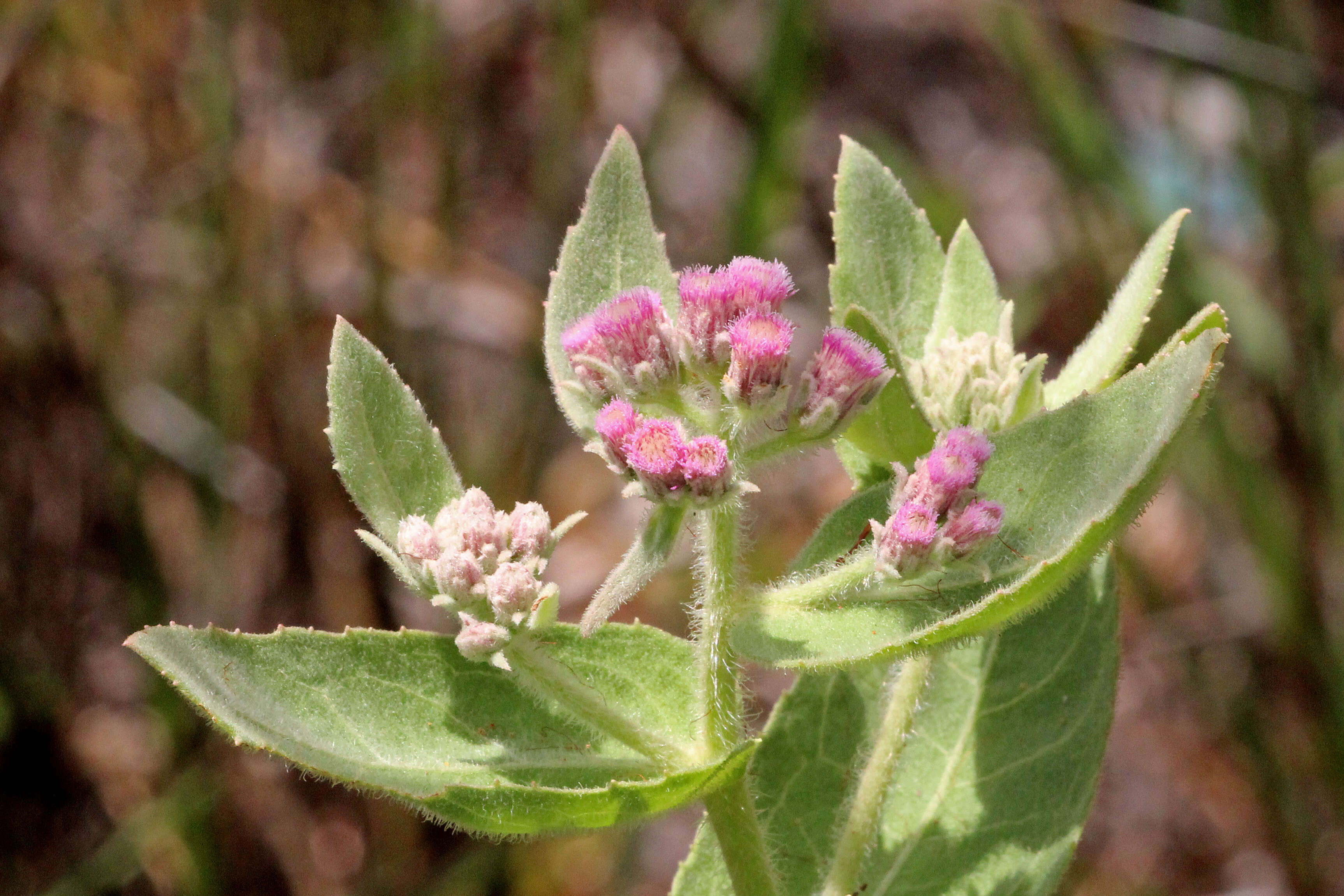 Image of camphorweed