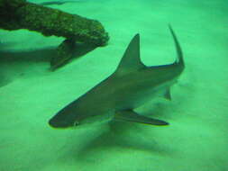 Слика од Carcharhinus