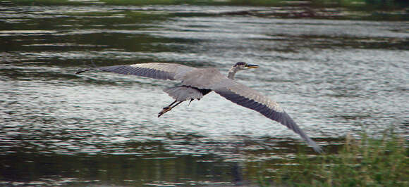 Image of Ardea herodias herodias Linnaeus 1758