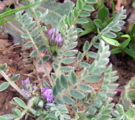 Слика од Astragalus sesameus L.