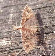 Image of Many-plume Moths