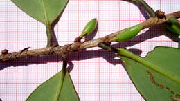 Image of Erythroxylum nobile O. E. Schulz