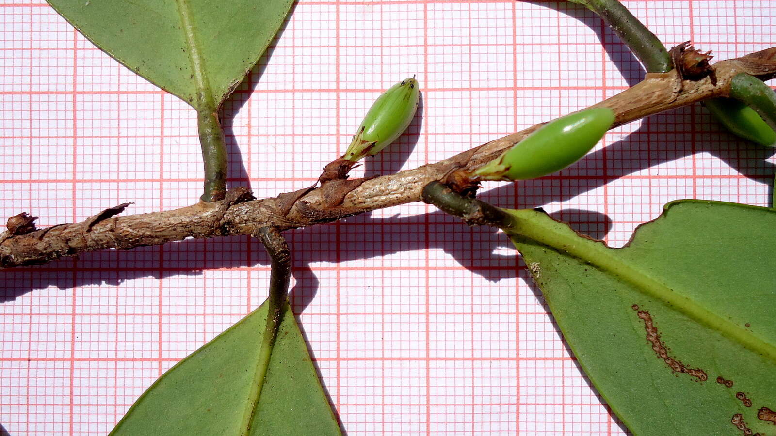 Image of Erythroxylum nobile O. E. Schulz