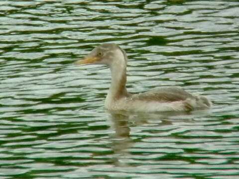 Image of Little Grebe