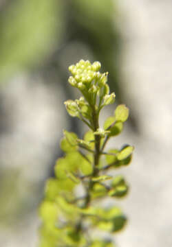 Image of Virginia pepperweed