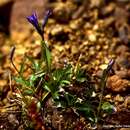 Image of Arctic Harebell