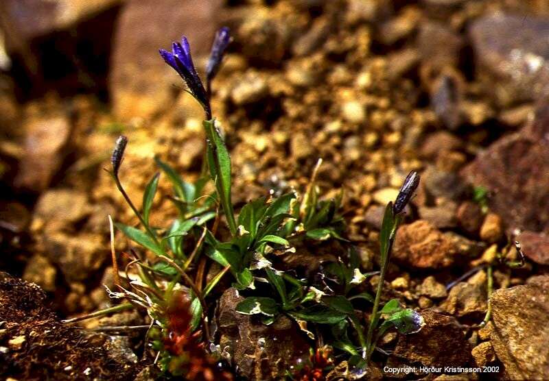 Image of Arctic Harebell