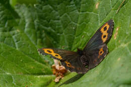 Image of Vidler's Alpine