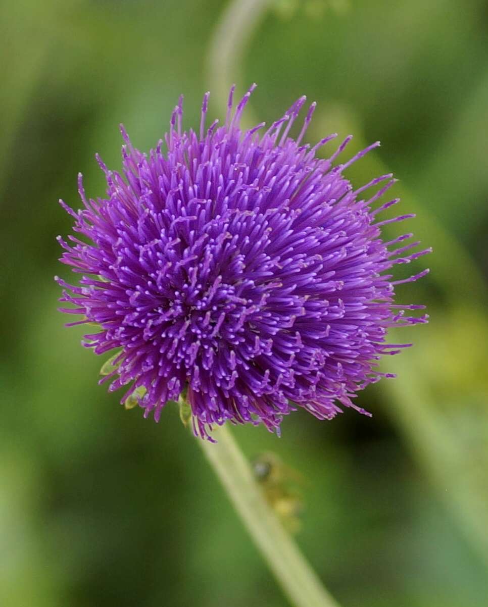 Image of plumeless thistle