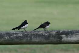 Image of Willie Wagtail