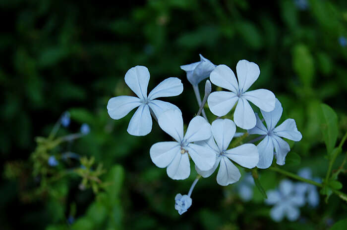 Image of leadwort