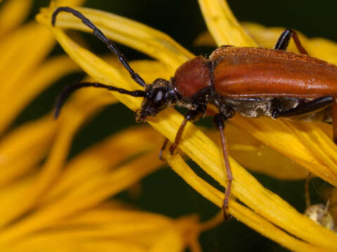 Image of Stictoleptura (Aredolpona) rubra (Linné 1758)